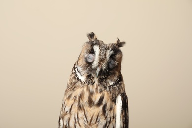 Photo of Beautiful eagle owl on beige background. Predatory bird