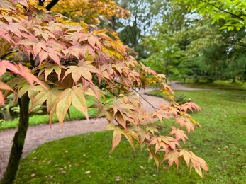Photo of Tree with beautiful leaves in autumn park