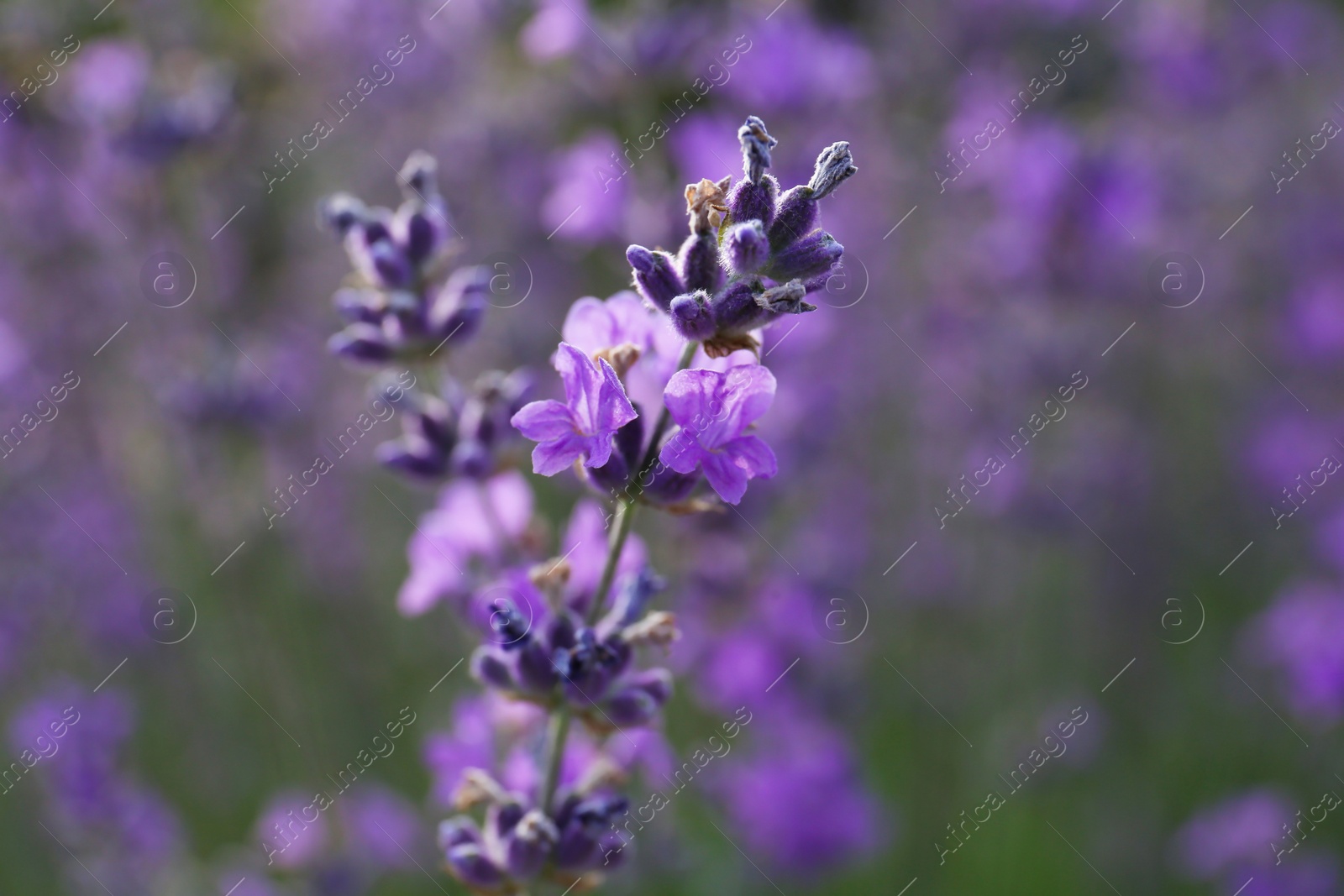 Photo of Beautiful lavender flowers growing in field, closeup