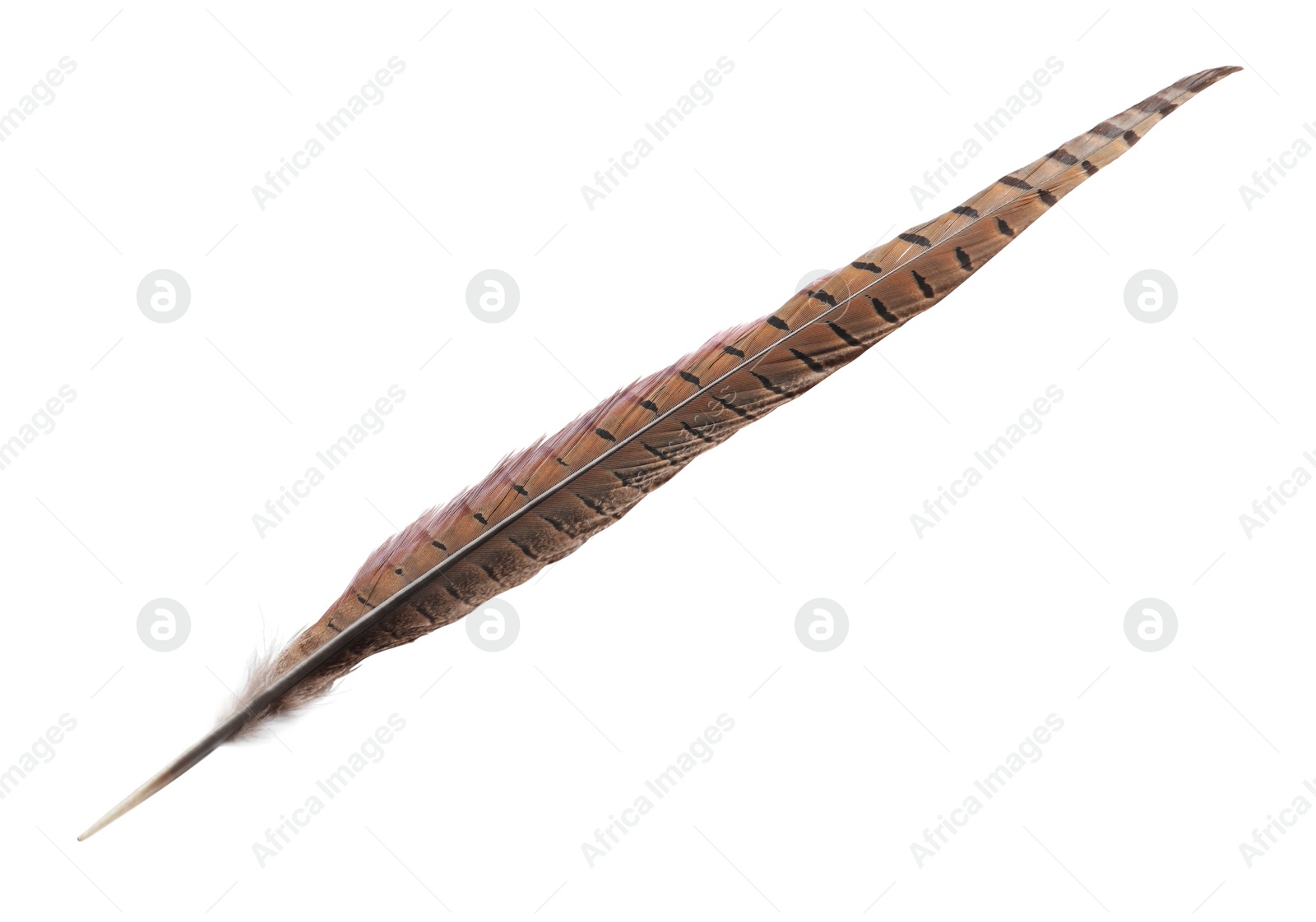 Photo of Beautiful brown bird feather isolated on white, top view