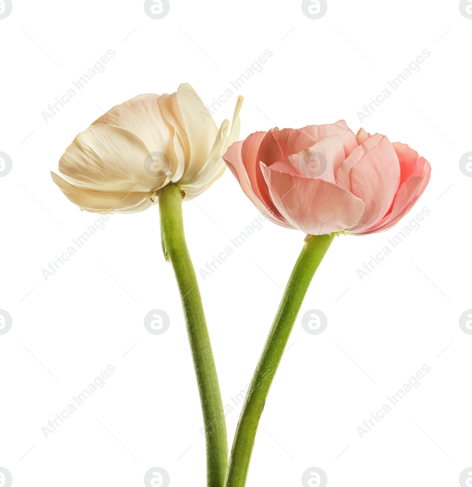 Photo of Beautiful ranunculus flowers on white background