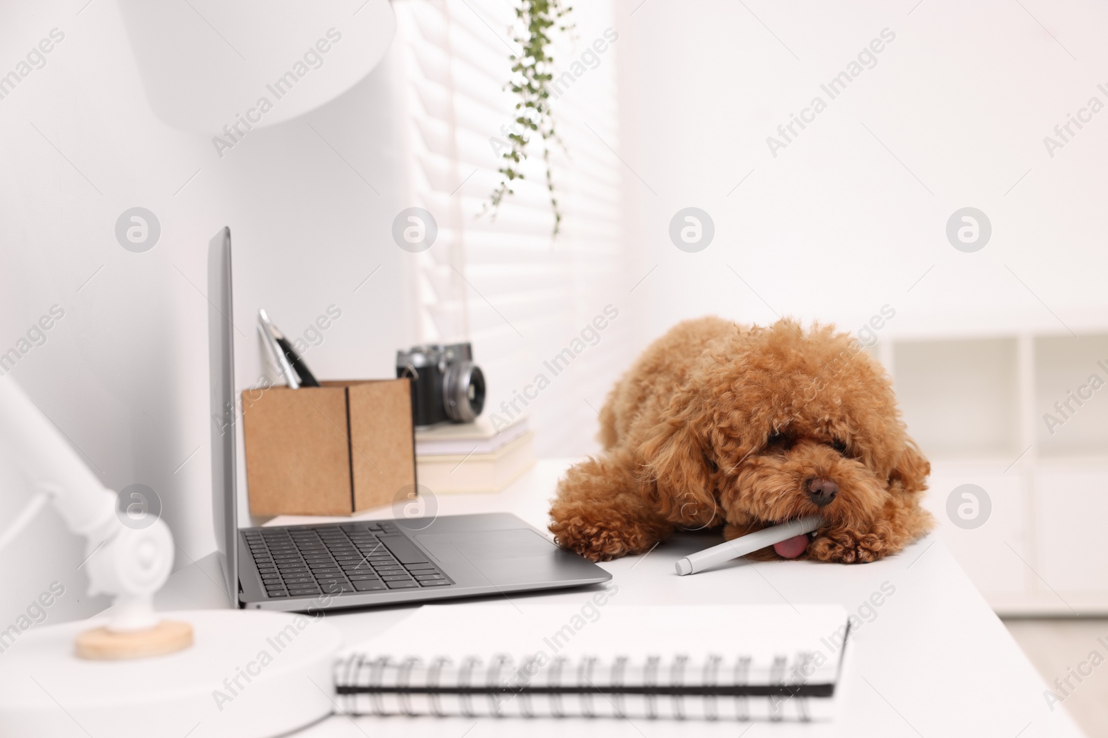 Photo of Cute Maltipoo dog chewing pen on desk near laptop at home