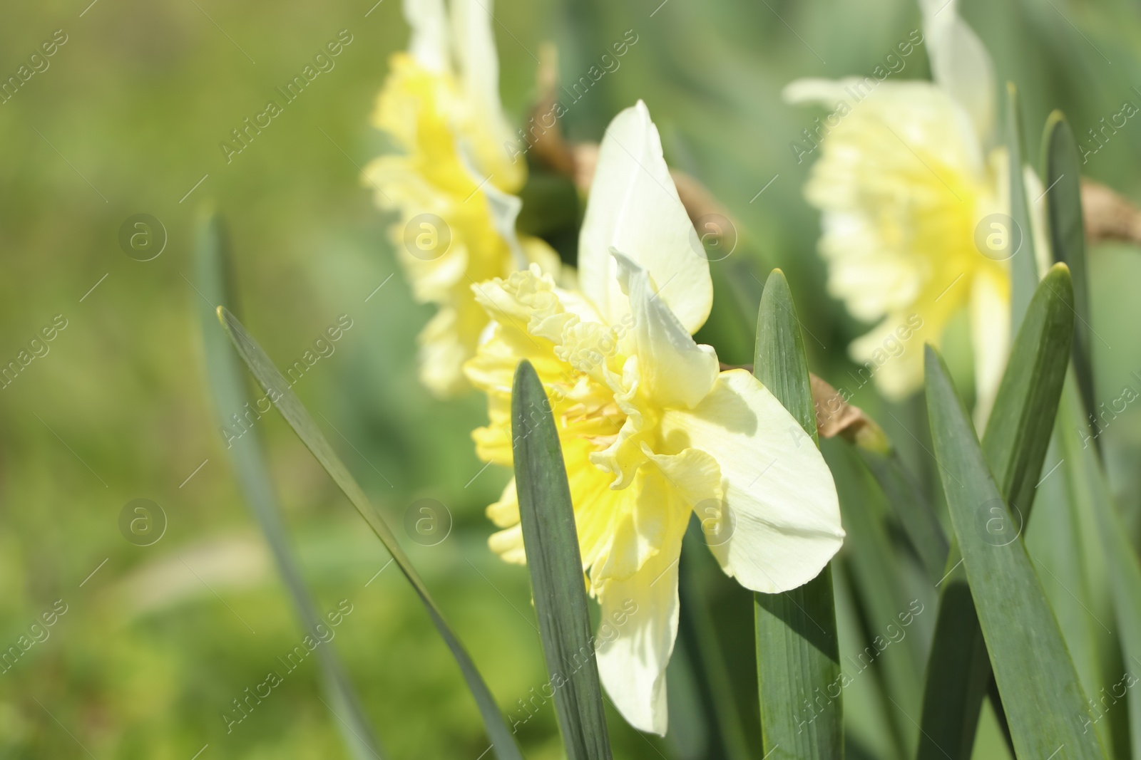 Photo of Beautiful daffodils growing in garden on sunny day, closeup