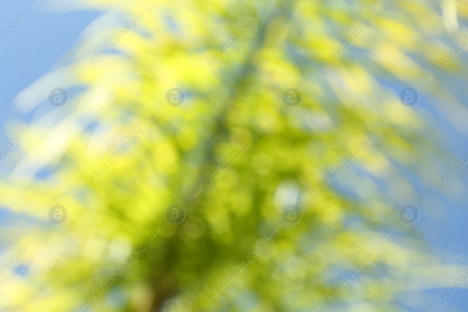 Photo of Blurred view of palm tree with lush green leaves