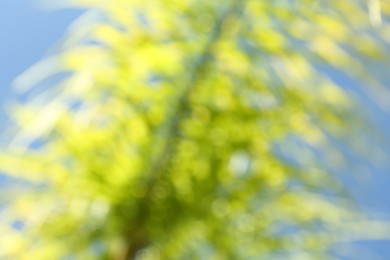 Blurred view of palm tree with lush green leaves