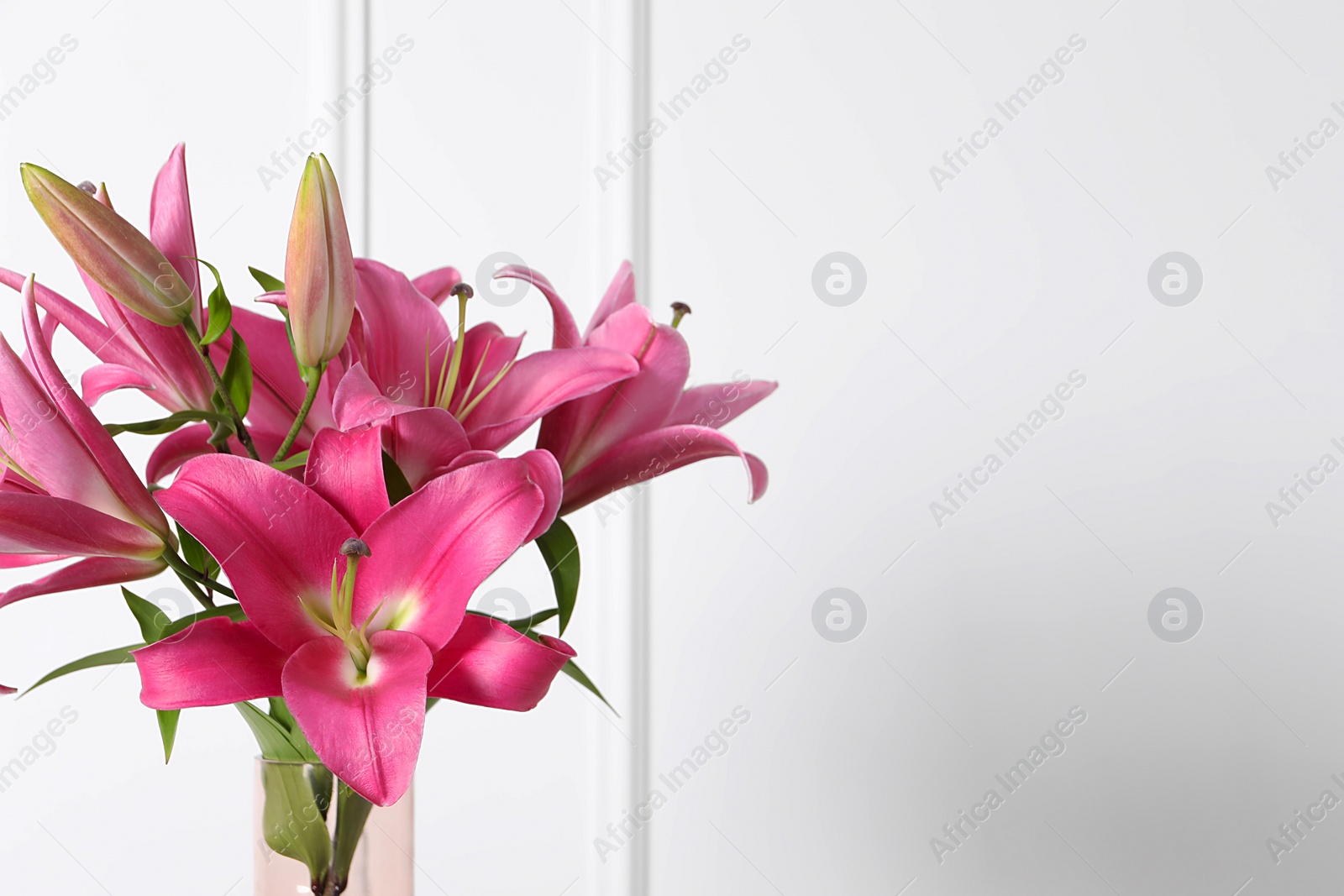 Photo of Beautiful pink lily flowers against white wall, closeup. Space for text