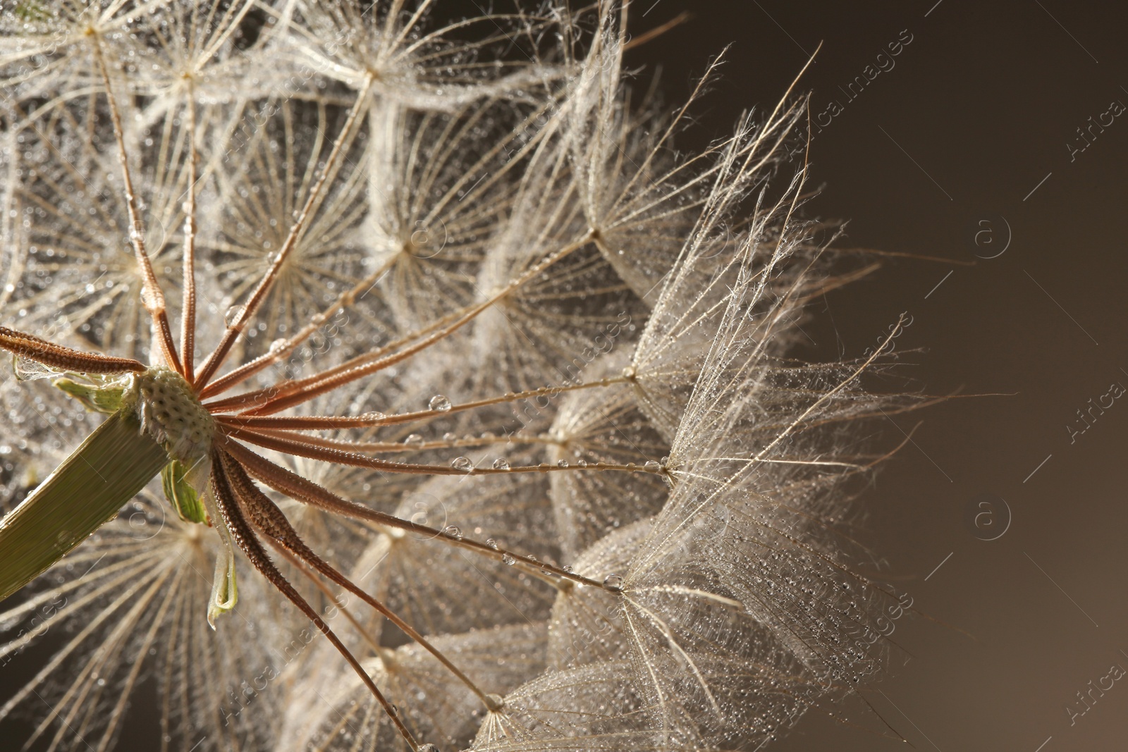 Photo of Dandelion seed head with dew drops on grey background, close up