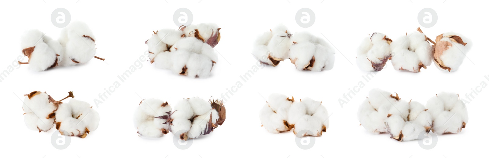 Image of Set with fluffy cotton flowers on white background. Banner design