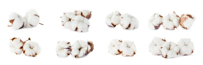 Image of Set with fluffy cotton flowers on white background. Banner design