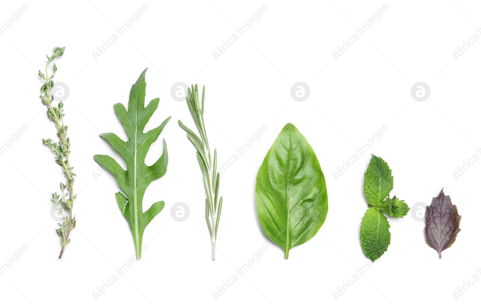 Photo of Composition with rosemary and other herbs on white background, top view