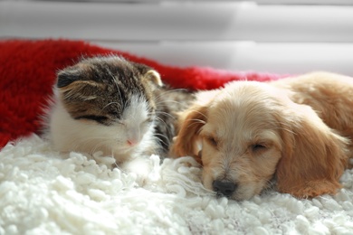 Photo of Adorable little kitten and puppy sleeping on plaid indoors