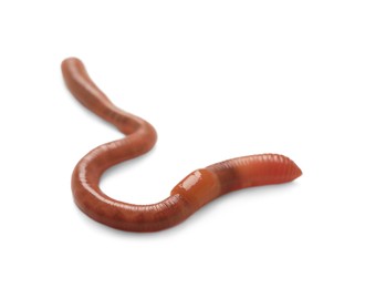 Photo of One earthworm isolated on white. Terrestrial invertebrates