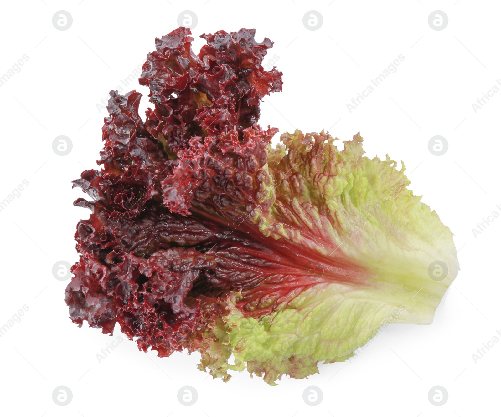 Photo of Leaf of fresh red coral lettuce isolated on white