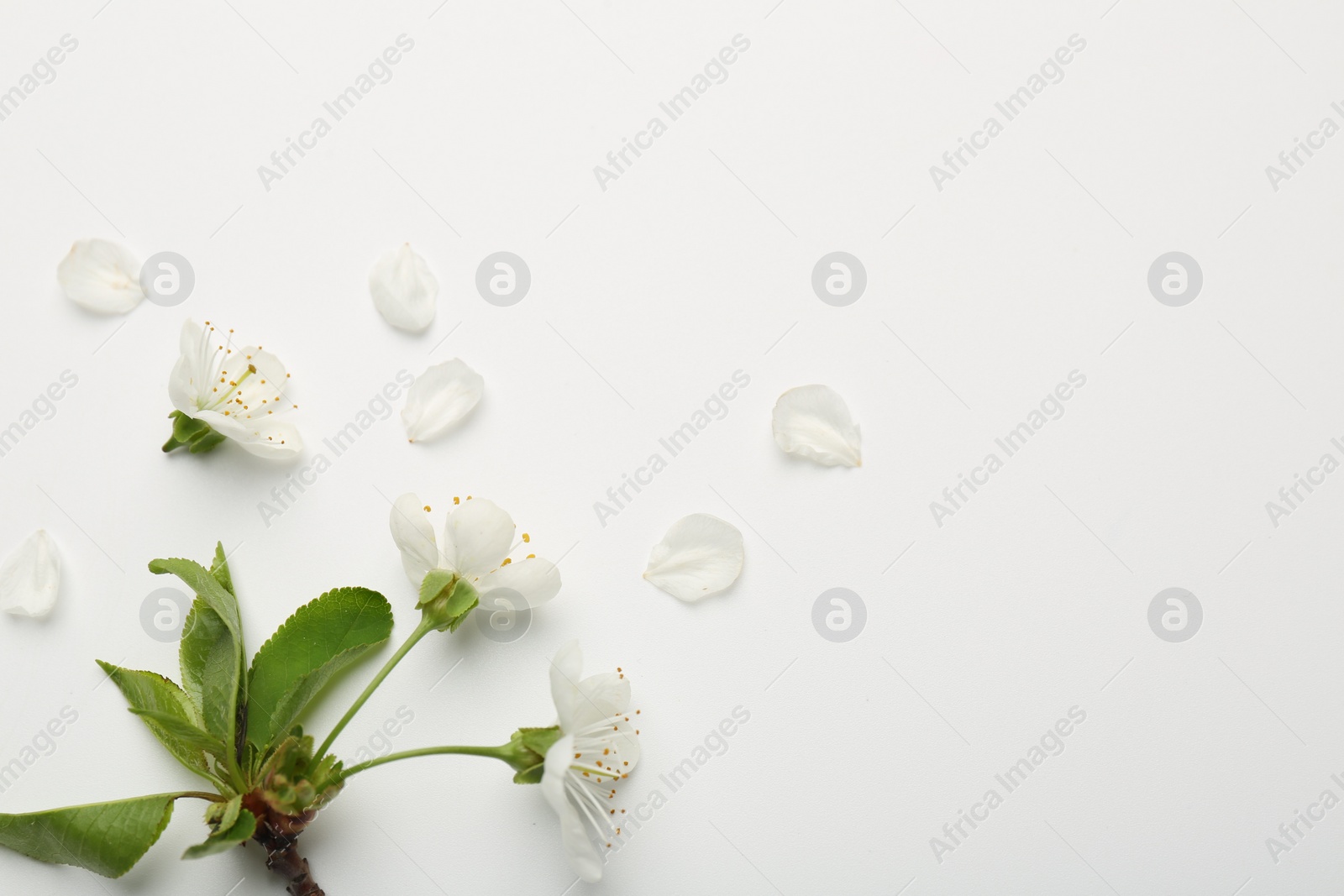 Photo of Beautiful spring tree blossoms and petals on white background, flat lay. Space for text