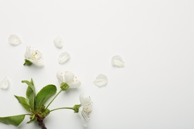 Beautiful spring tree blossoms and petals on white background, flat lay. Space for text