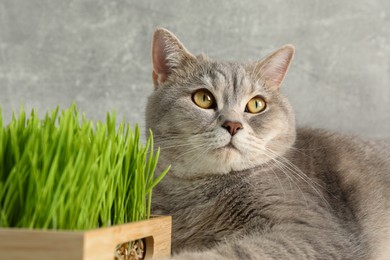 Photo of Cute cat and fresh green grass against grey wall, closeup