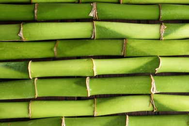 Green bamboo stems as background, top view