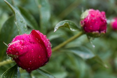 Photo of Beautiful red peony bud with dew drops outdoors, closeup. Space for text