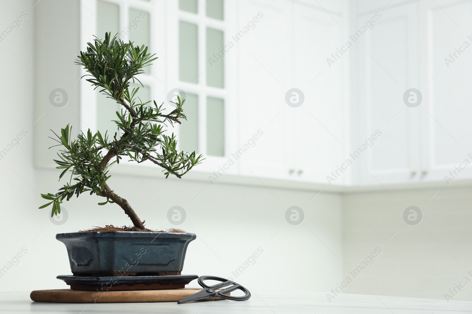 Photo of Japanese bonsai plant and scissors on white table in kitchen, space for text. Creating zen atmosphere at home