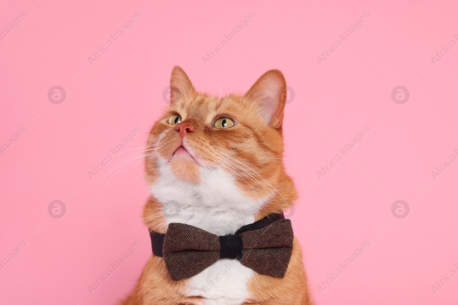 Photo of Cute cat with bow tie on pink background