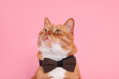 Cute cat with bow tie on pink background