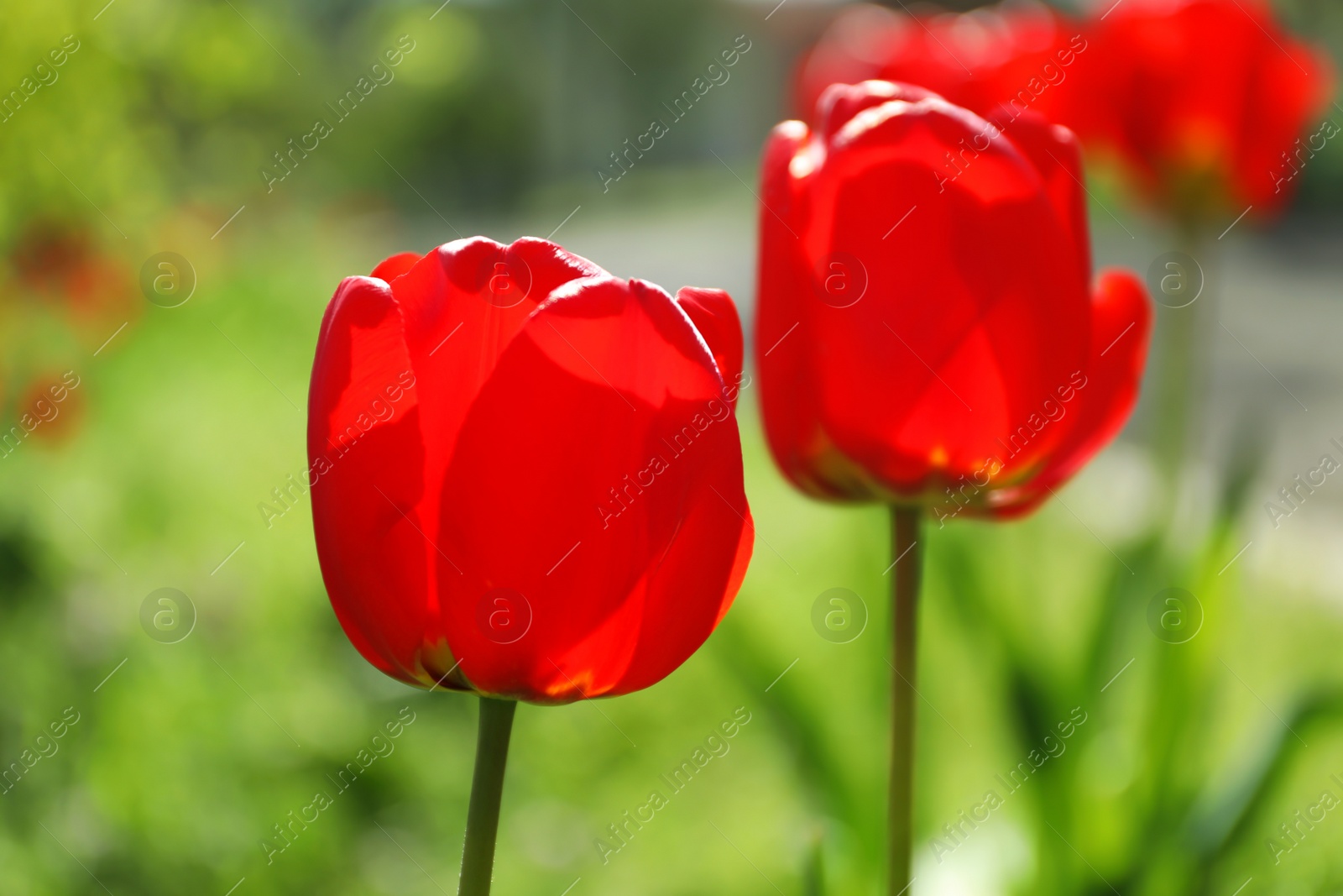 Photo of Blossoming tulips outdoors on sunny spring day