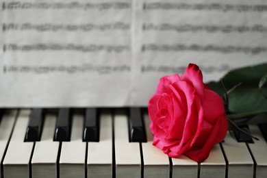 Photo of Beautiful pink rose and musical notes on piano, closeup. Space for text