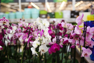 Assortment of beautiful orchid flowers at floral shop