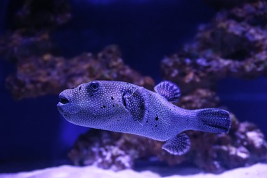 Photo of Beautiful tropical puffer fish swimming in aquarium