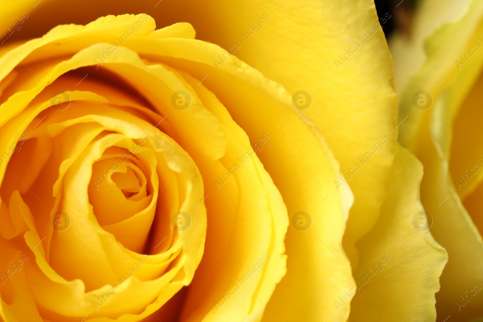 Photo of Beautiful rose with yellow petals as background, macro view