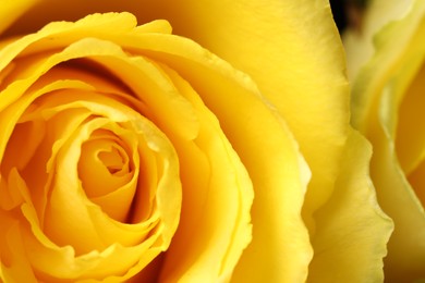 Beautiful rose with yellow petals as background, macro view