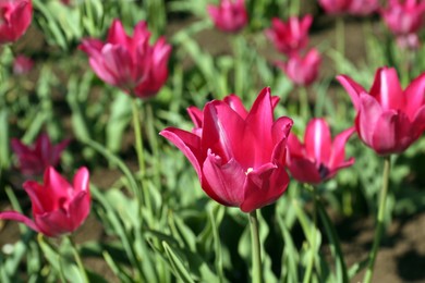 Photo of Beautiful pink tulips growing in garden, closeup. Spring season