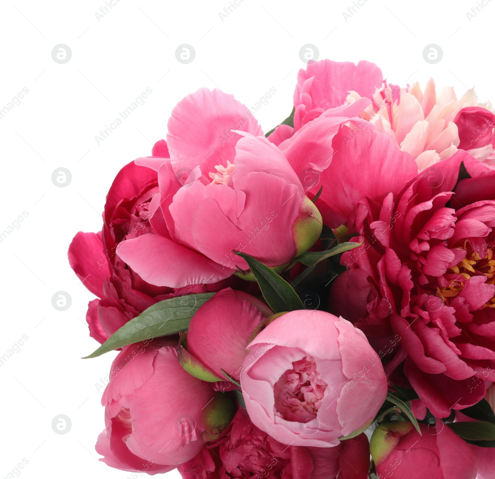 Photo of Bouquet of beautiful peonies on white background, closeup