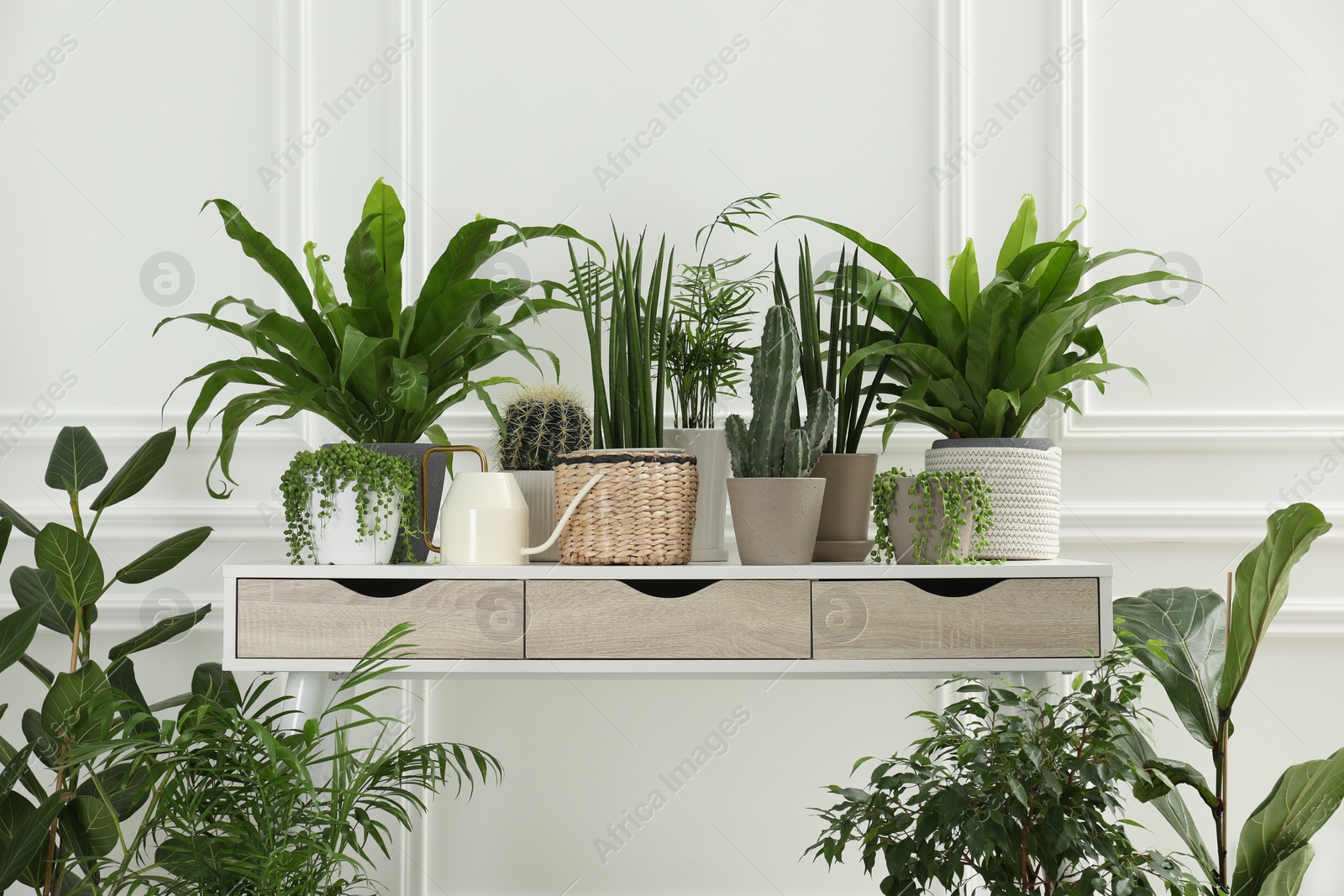 Photo of Many green potted houseplants on table near white wall