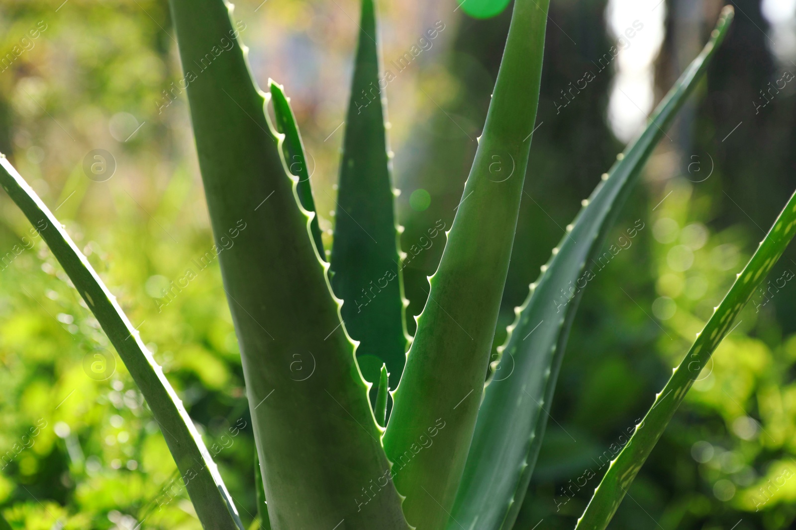 Photo of Closeup view of beautiful aloe vera plant outdoors on sunny day