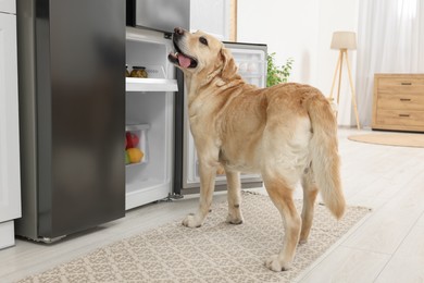 Photo of Cute Labrador Retriever near open refrigerator in kitchen