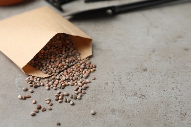 Raw radish seeds and space for text on grey table. Vegetable planting