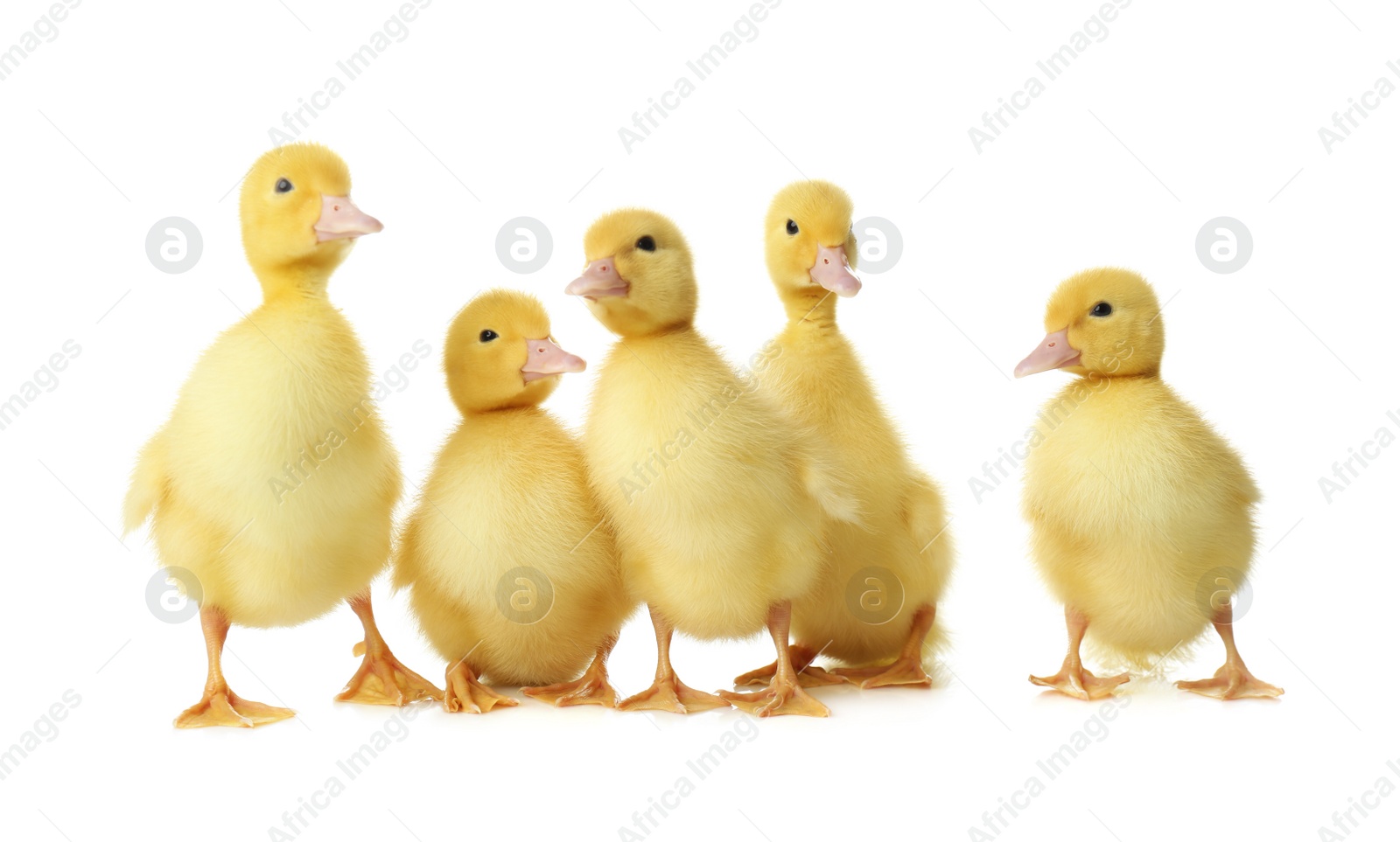 Photo of Cute fluffy goslings on white background. Farm animals