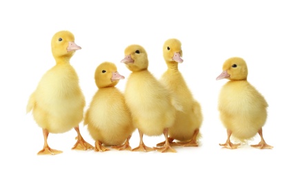 Photo of Cute fluffy goslings on white background. Farm animals