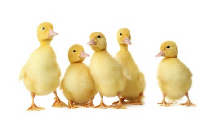 Cute fluffy goslings on white background. Farm animals