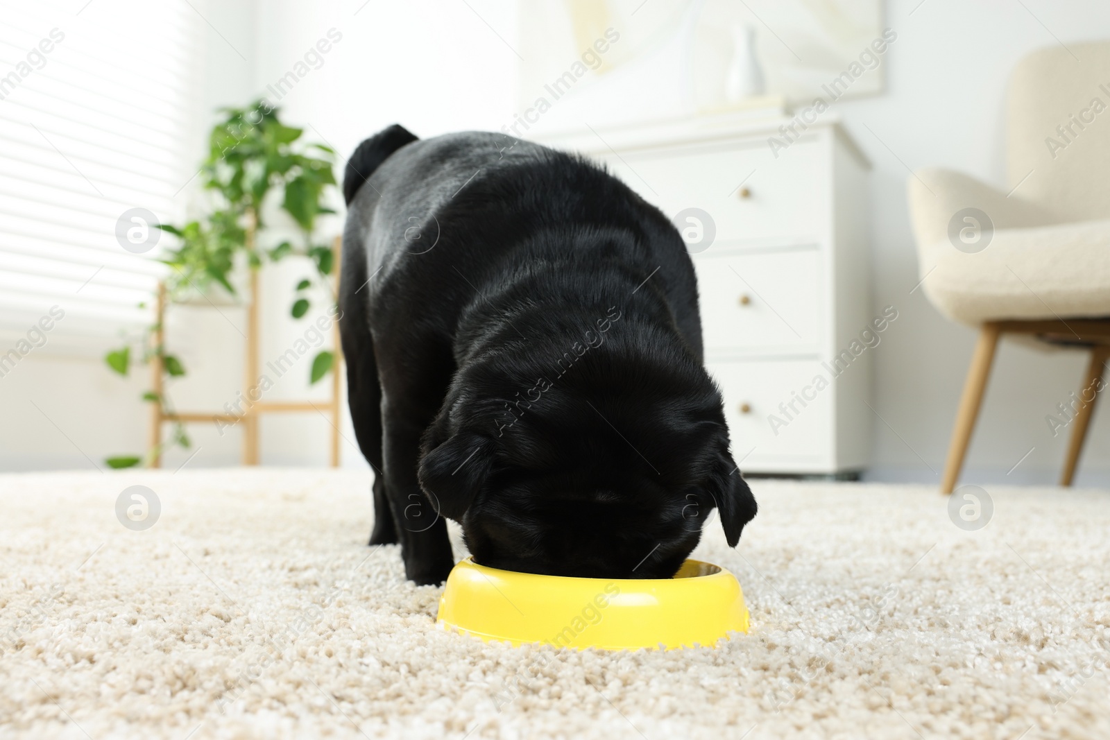 Photo of Cute Pug dog eating from plastic bowl in room