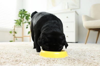 Cute Pug dog eating from plastic bowl in room