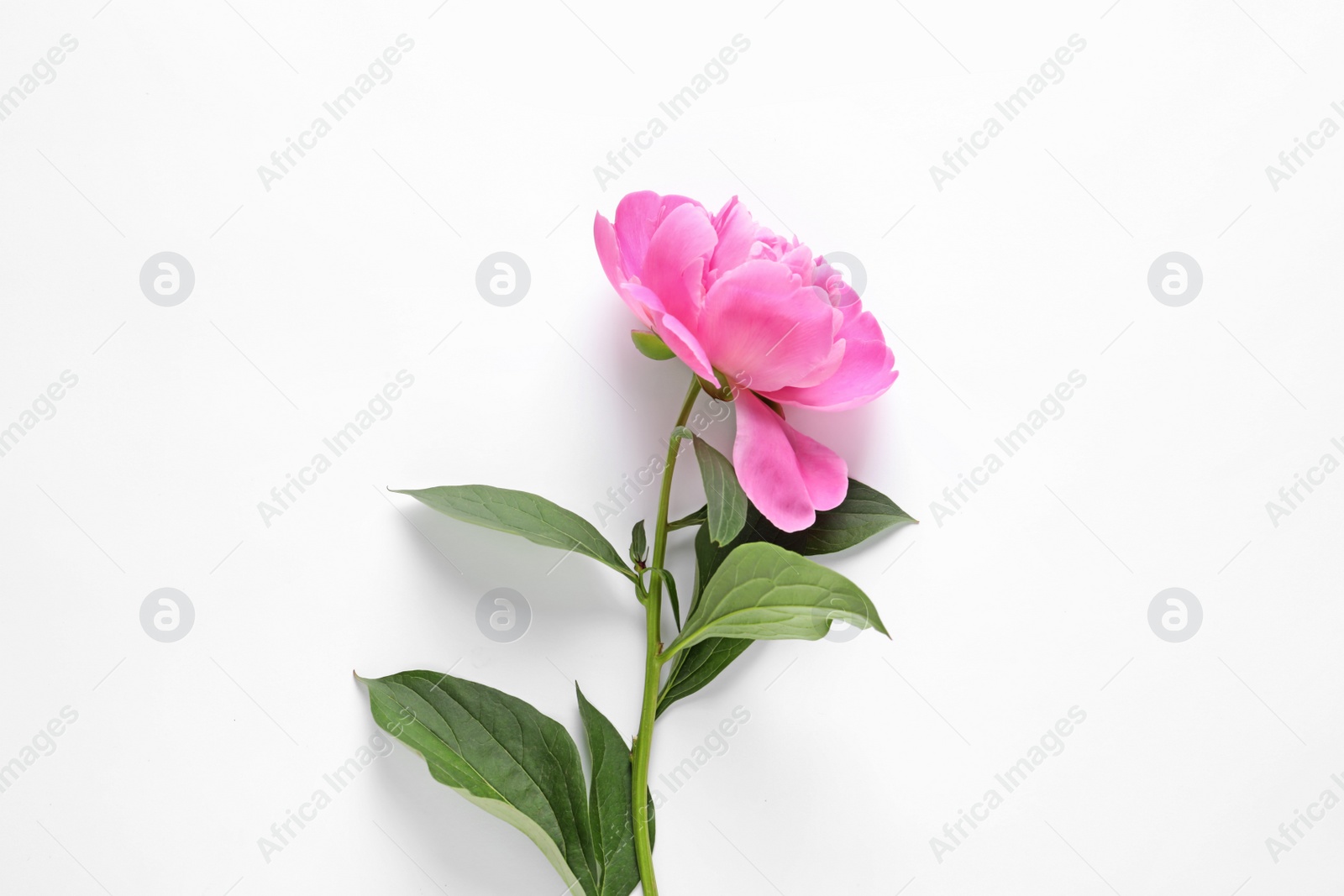 Photo of Beautiful peony flower on white background, top view