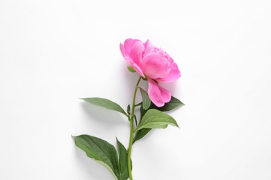 Photo of Beautiful peony flower on white background, top view