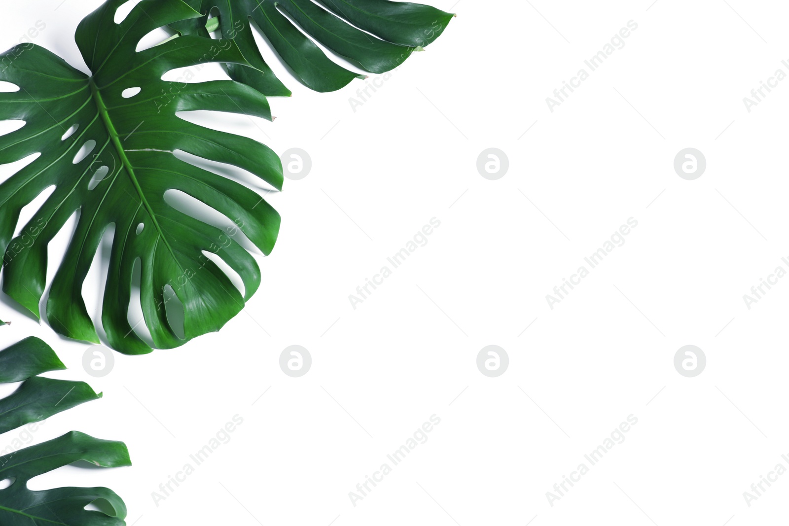 Photo of Green fresh monstera leaves on white background, top view. Tropical plant