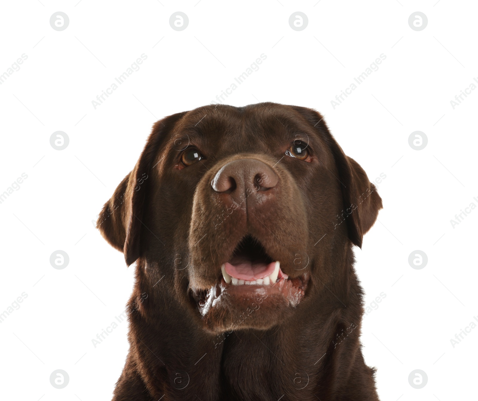 Photo of Chocolate labrador retriever on white background. Adorable pet