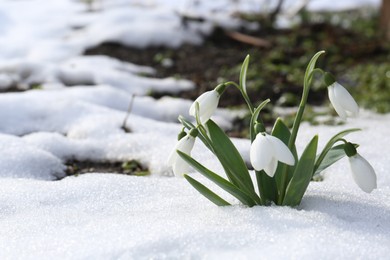 Beautiful blooming snowdrops growing in snow outdoors, space for text. Spring flowers