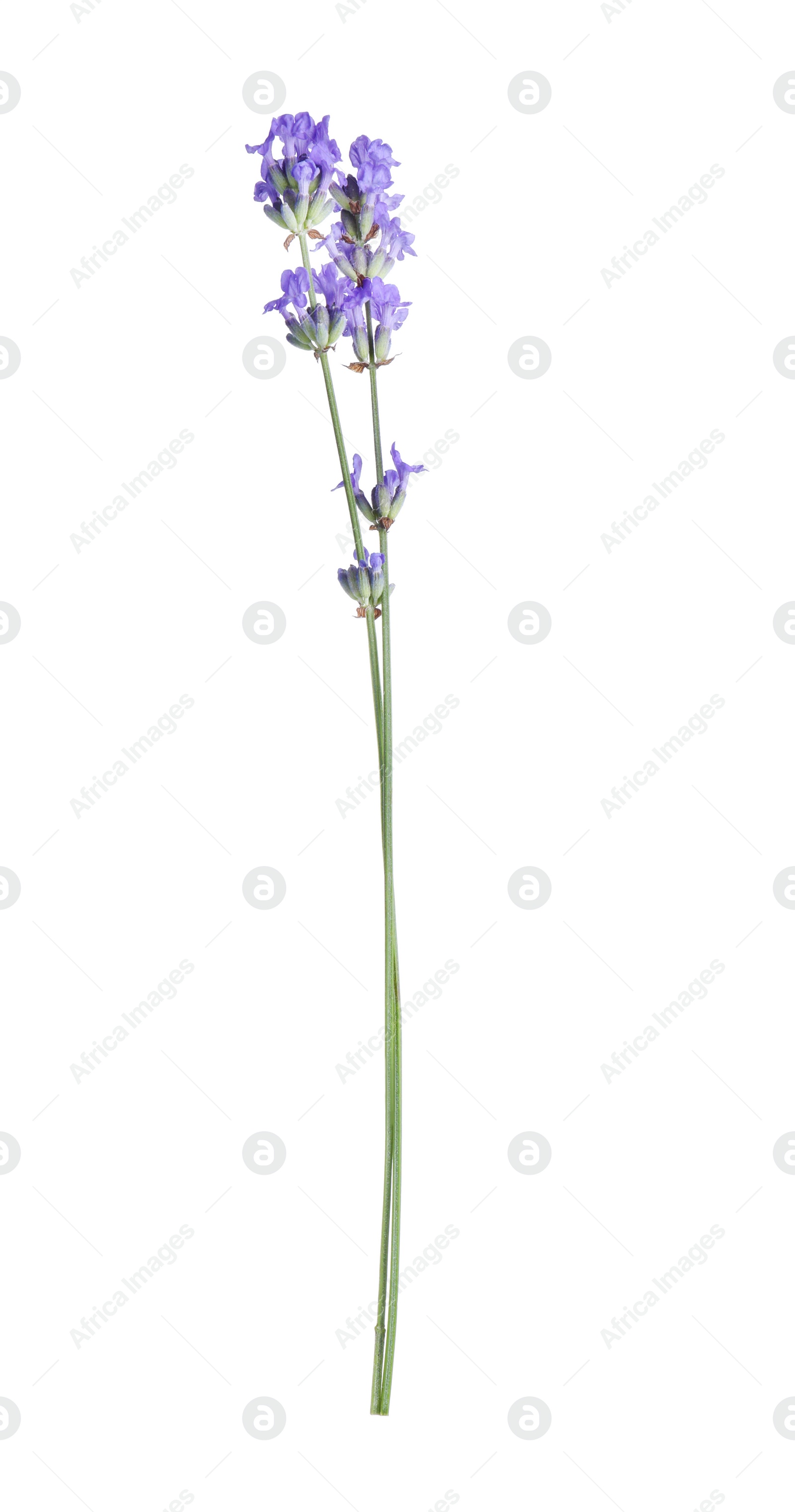 Photo of Beautiful blooming lavender flower isolated on white