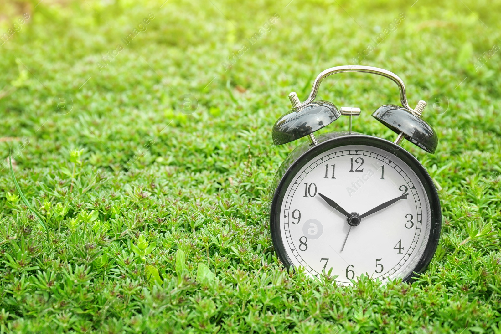 Photo of Alarm clock on green plants, outdoors. Time change concept