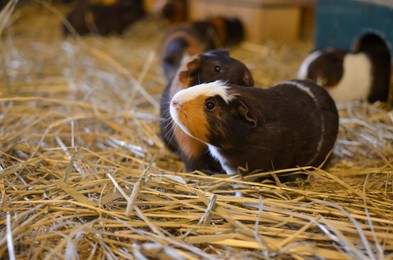 Cute funny guinea pigs on hay indoors